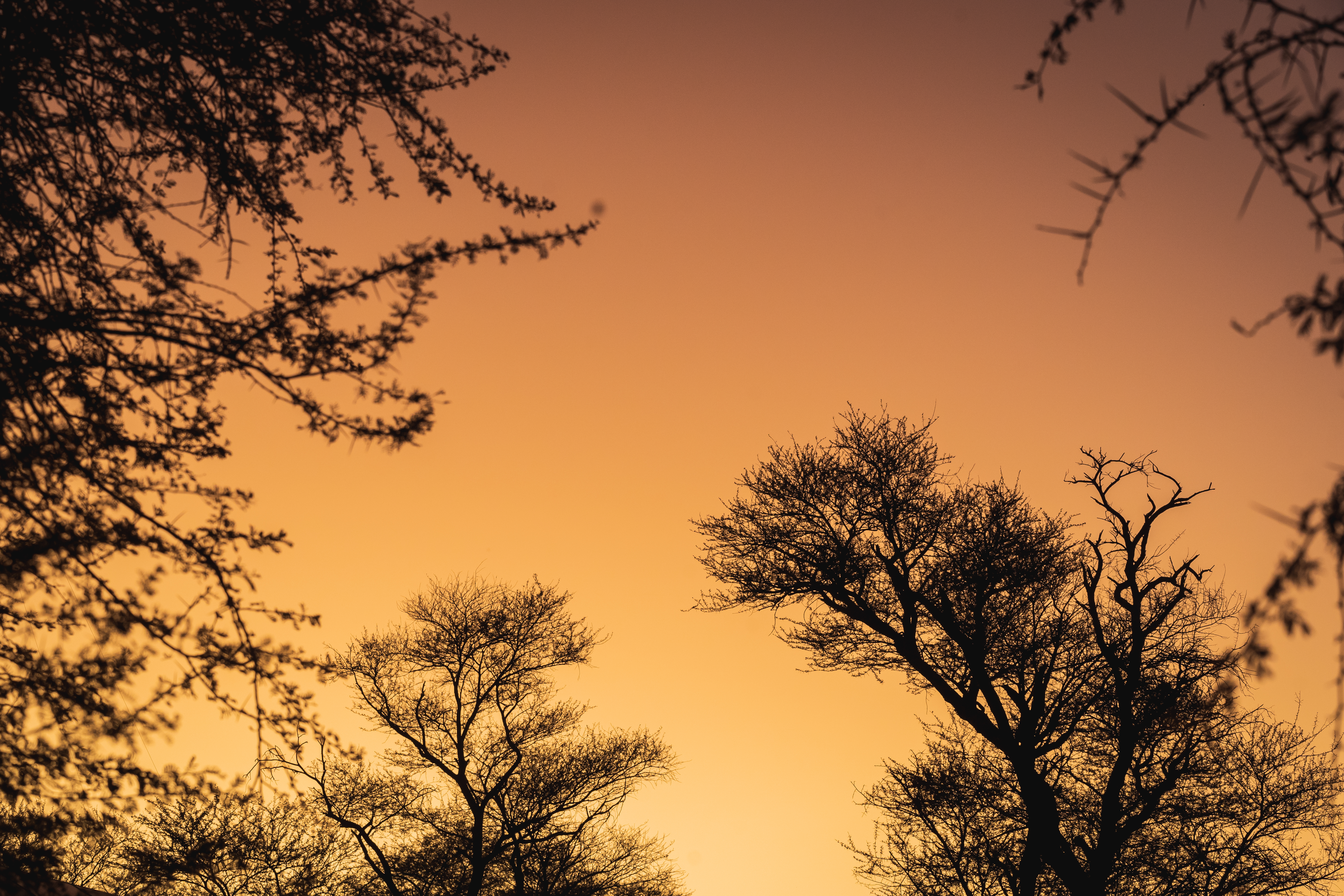 Netjies Featured Work